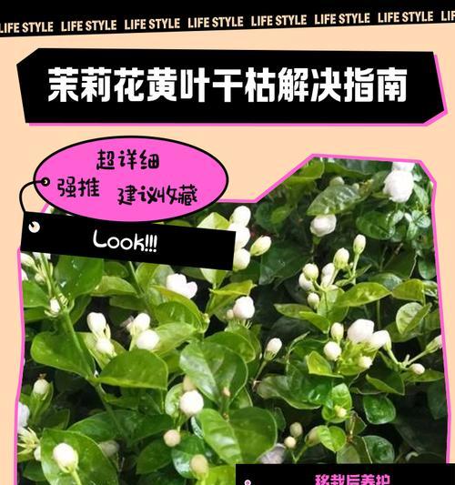 花卉黄叶原因及处理方法（探究花卉叶片变黄的原因，提供有效的处理方法）-第3张图片-绿意生活