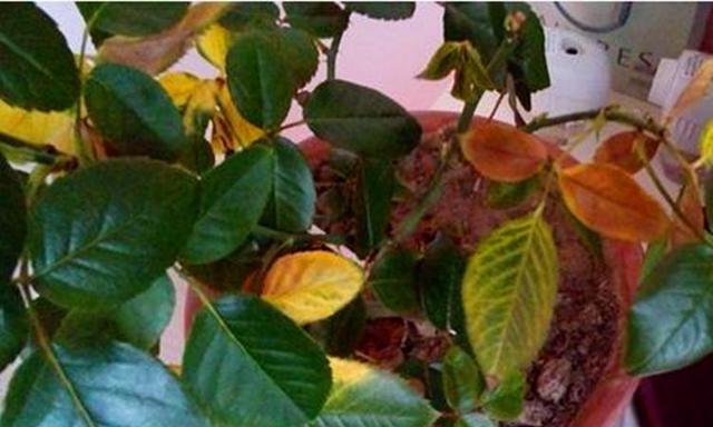 花卉黄叶原因及处理方法（探究花卉叶片变黄的原因，提供有效的处理方法）-第1张图片-绿意生活