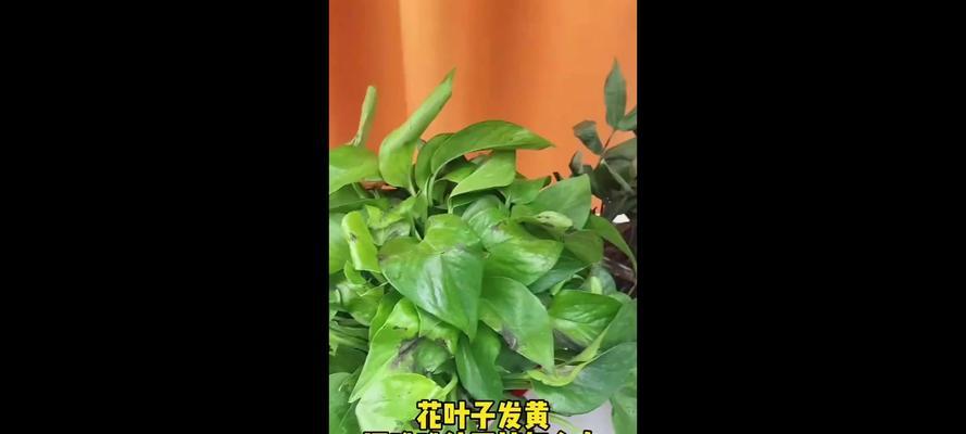 花卉黄叶原因及处理方法（探究花卉叶片变黄的原因，提供有效的处理方法）-第2张图片-绿意生活