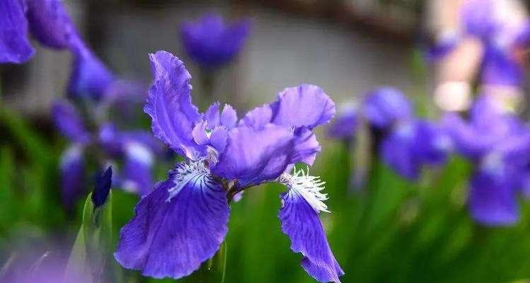 樱花花语-日本文化的绚丽象征（樱花盛放，万象更新——探寻樱花在日本文化中的深刻意义）-第3张图片-绿意生活