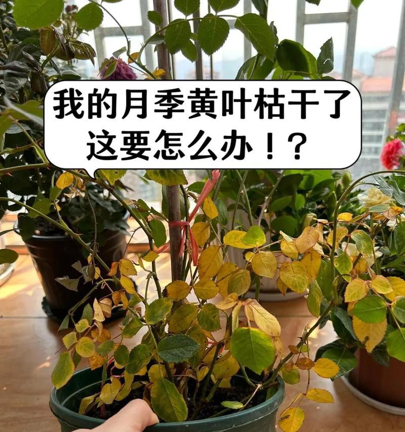 月季的种植技巧与注意事项（打造美丽庭院的月季栽种秘籍）-第1张图片-绿意生活