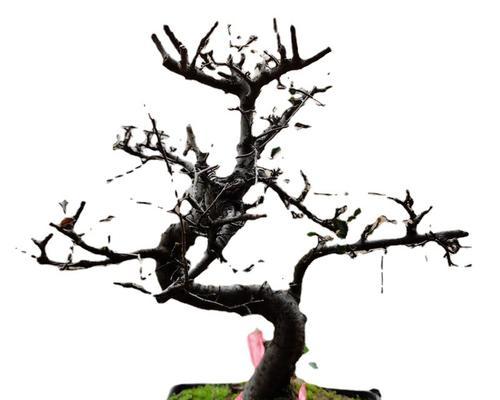 家里种植雀梅，风水大吉！（如何通过雀梅让家居风水更加合理？）-第1张图片-绿意生活