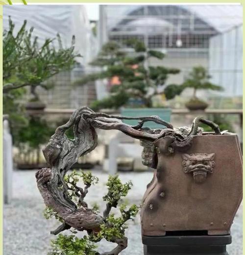 家里种植雀梅，风水大吉！（如何通过雀梅让家居风水更加合理？）-第2张图片-绿意生活
