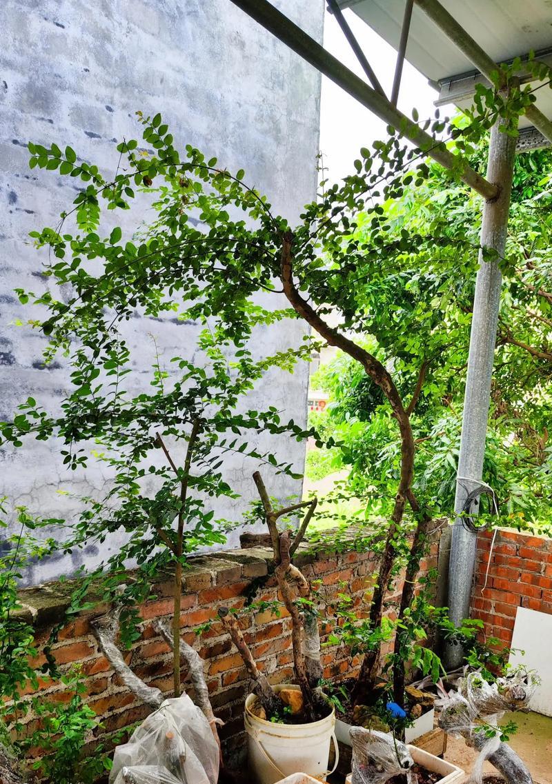 家里种植雀梅，风水大吉！（如何通过雀梅让家居风水更加合理？）-第3张图片-绿意生活