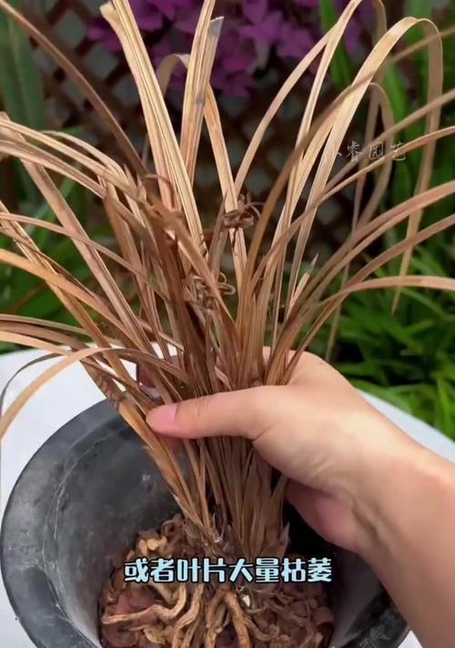 兰花叶子发黑的原因及处理方法（探究兰花叶子发黑的原因及如何有效处理）-第2张图片-绿意生活
