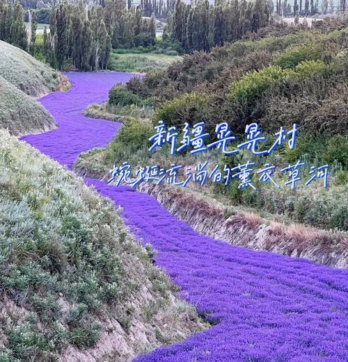 薰衣草花籽的采集与利用（简单易行的方法和各种应用方式）-第2张图片-绿意生活