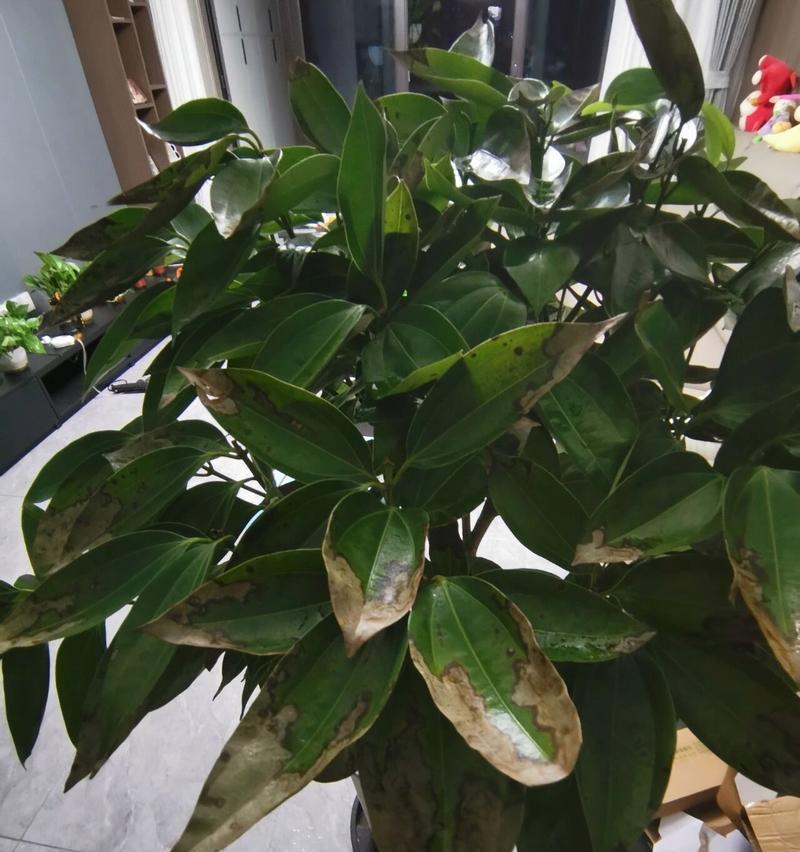平安树叶子变小的原因与影响（探究平安树叶子缩小的现象以及其对生态环境的影响）-第1张图片-绿意生活