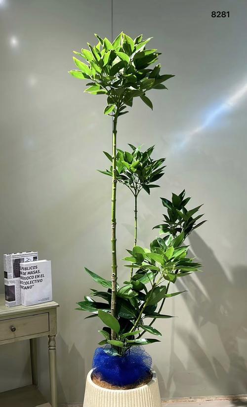 平安树叶子变小的原因与影响（探究平安树叶子缩小的现象以及其对生态环境的影响）-第2张图片-绿意生活