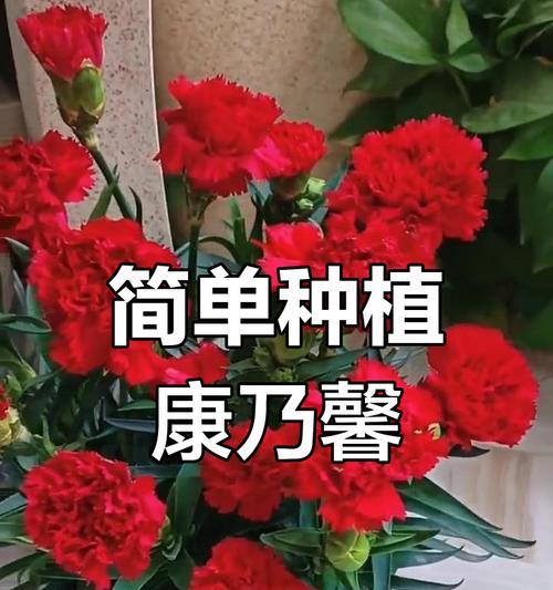 康乃馨种植指南（简单操作，打造美丽花园）-第1张图片-绿意生活