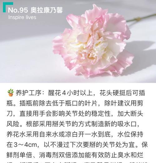 康乃馨种植指南（简单操作，打造美丽花园）-第2张图片-绿意生活