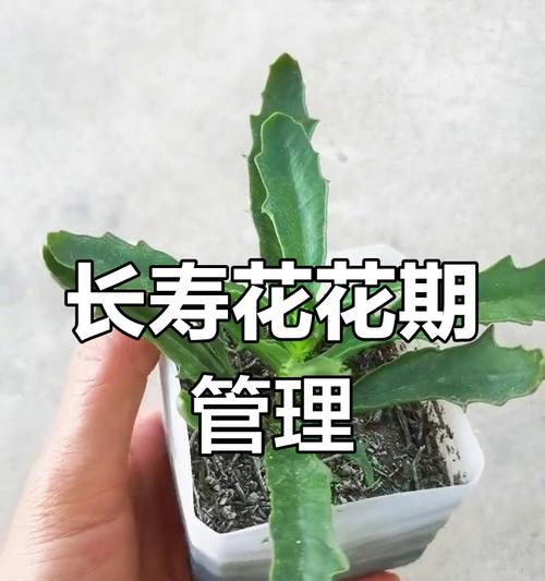长寿花打顶（掌握正确的打顶技巧，让长寿花高耸入云）-第1张图片-绿意生活