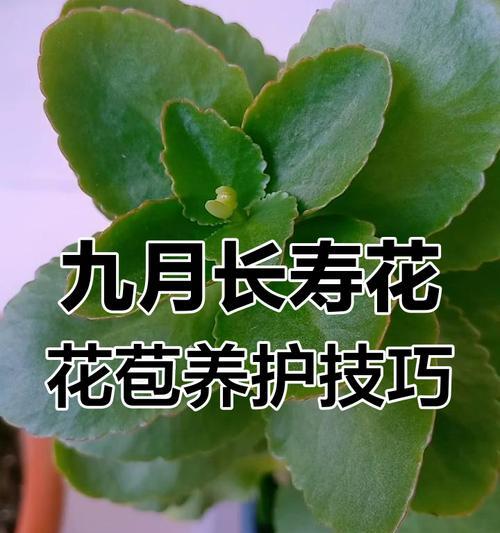 长寿花打顶（掌握正确的打顶技巧，让长寿花高耸入云）-第2张图片-绿意生活