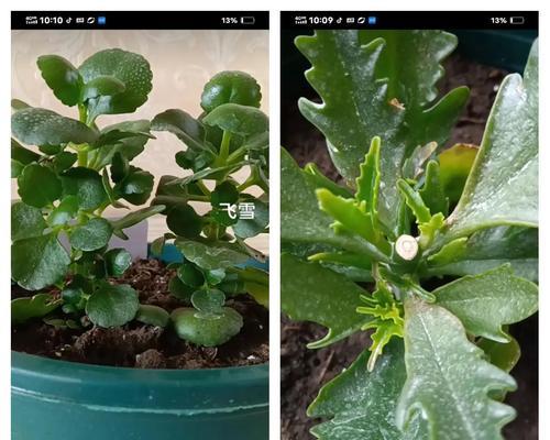 长寿花打顶（掌握正确的打顶技巧，让长寿花高耸入云）-第3张图片-绿意生活