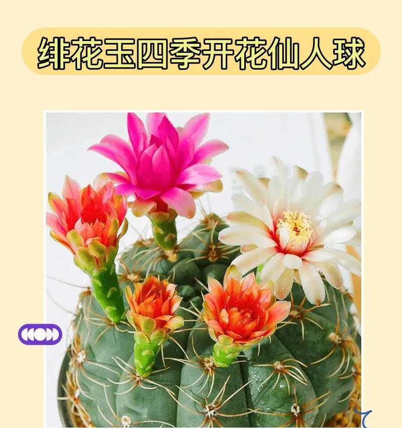 开花仙人球繁殖的方法与技巧（掌握关键步骤，轻松繁衍开花仙人球）-第2张图片-绿意生活