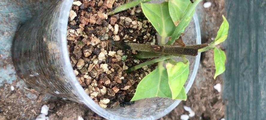 以扦插的菊花如何上盆（培育健康的菊花苗的方法与技巧）-第1张图片-绿意生活