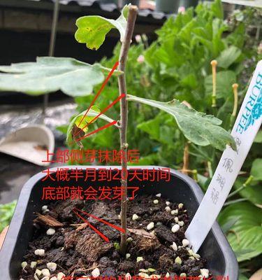 以扦插的菊花如何上盆（培育健康的菊花苗的方法与技巧）-第2张图片-绿意生活