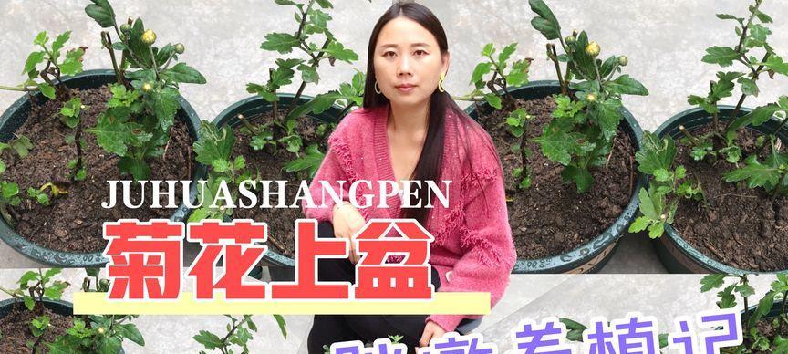 以扦插的菊花如何上盆（培育健康的菊花苗的方法与技巧）-第3张图片-绿意生活