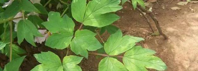 牡丹花长黄叶怎么办？（保护你的牡丹花不再长黄叶的秘诀）-第2张图片-绿意生活