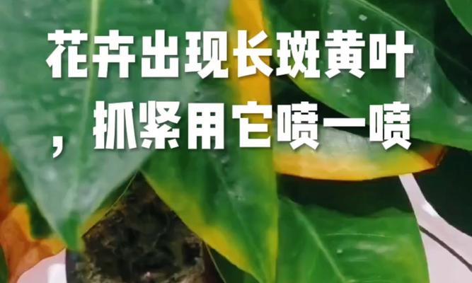 牡丹花长黄叶怎么办？（保护你的牡丹花不再长黄叶的秘诀）-第3张图片-绿意生活