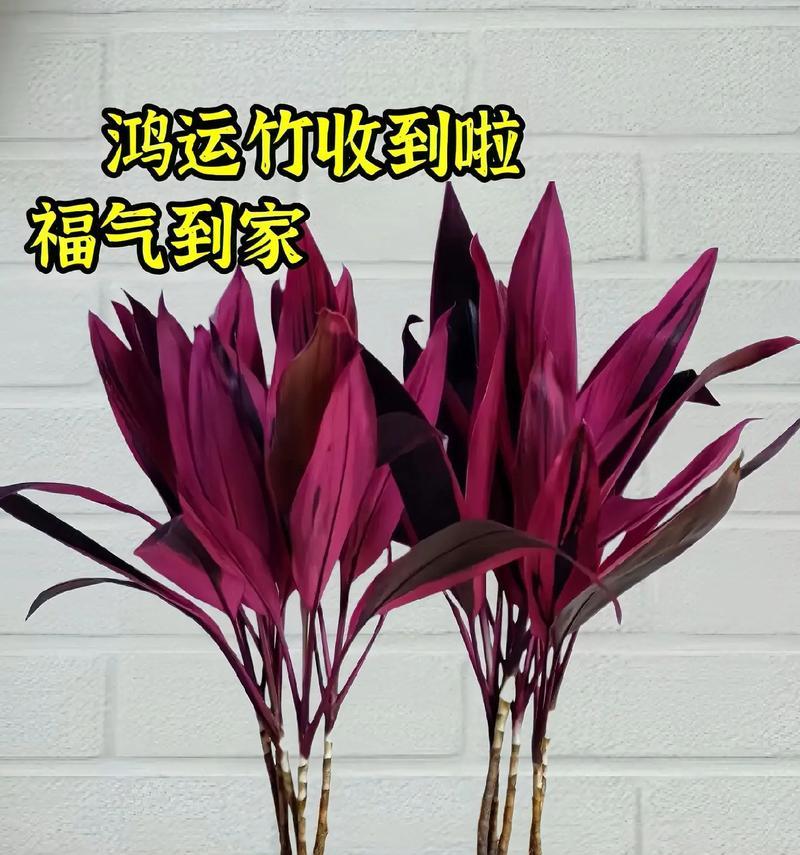 紫竹盆景养护指南（打造优雅养眼的紫竹盆景，从养护开始）-第2张图片-绿意生活
