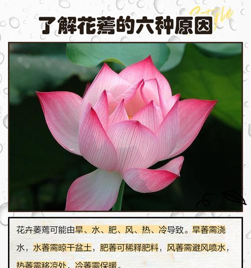 失去活力，花蔫了蔫了（探索重拾活力的方法）-第1张图片-绿意生活