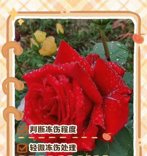 失去活力，花蔫了蔫了（探索重拾活力的方法）-第2张图片-绿意生活