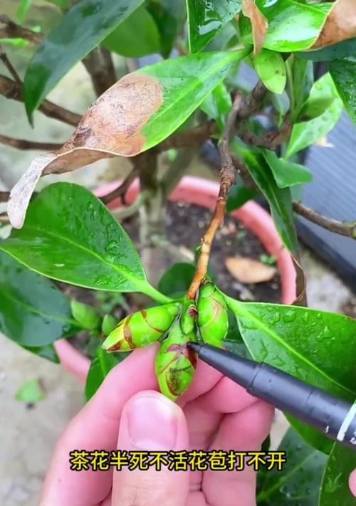 茶花花朵掉了怎么办？（保养茶花花朵的小妙招，防止花朵掉落）-第1张图片-绿意生活