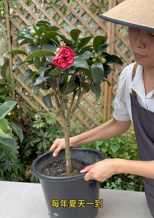 茶花花朵掉了怎么办？（保养茶花花朵的小妙招，防止花朵掉落）-第2张图片-绿意生活