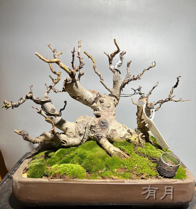 修剪技巧（精准修剪让花朵更艳丽细心呵护打造花香四溢）-第1张图片-绿意生活
