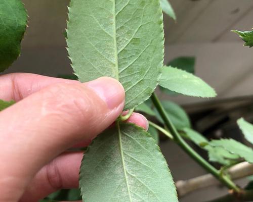 月季花叶虫的防治方法（有效控制月季花叶虫，让您的花园焕发生机）-第3张图片-绿意生活
