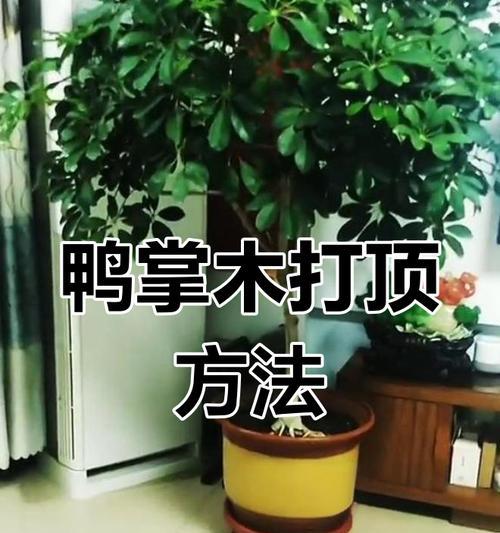 独枝鸭掌木修剪指南（打造美丽庭院的关键技巧）-第1张图片-绿意生活