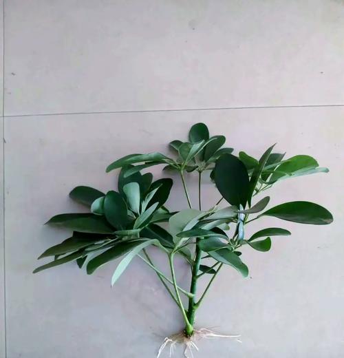 独枝鸭掌木修剪指南（打造美丽庭院的关键技巧）-第2张图片-绿意生活