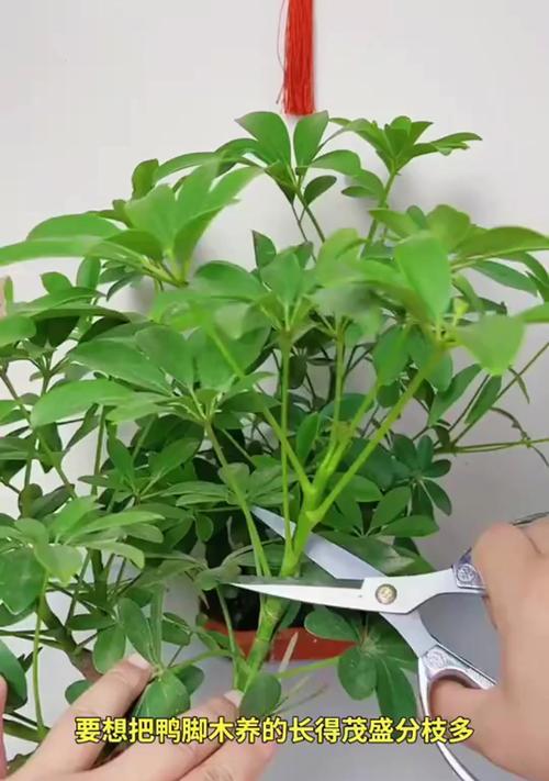 独枝鸭掌木修剪指南（打造美丽庭院的关键技巧）-第3张图片-绿意生活
