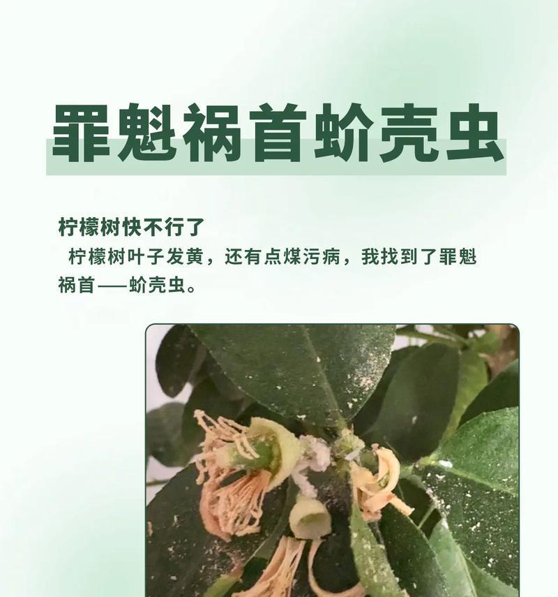 如何处理以招材树长虫子问题（害虫侵袭无处遁形，杜绝以招材树长虫子的威胁）-第3张图片-绿意生活
