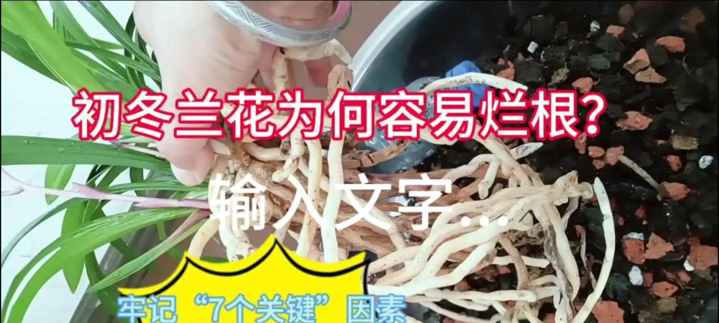 治疗兰花烂根的有效方法（针对兰花烂根病症的细致调理，保证兰花生长健康）-第1张图片-绿意生活