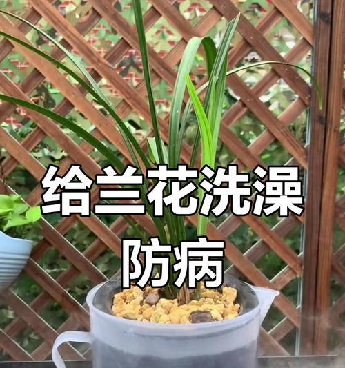 治疗兰花烂根的有效方法（针对兰花烂根病症的细致调理，保证兰花生长健康）-第2张图片-绿意生活