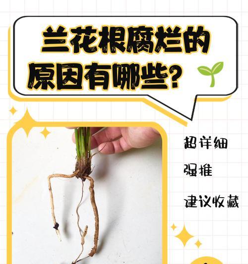 治疗兰花烂根的有效方法（针对兰花烂根病症的细致调理，保证兰花生长健康）-第3张图片-绿意生活