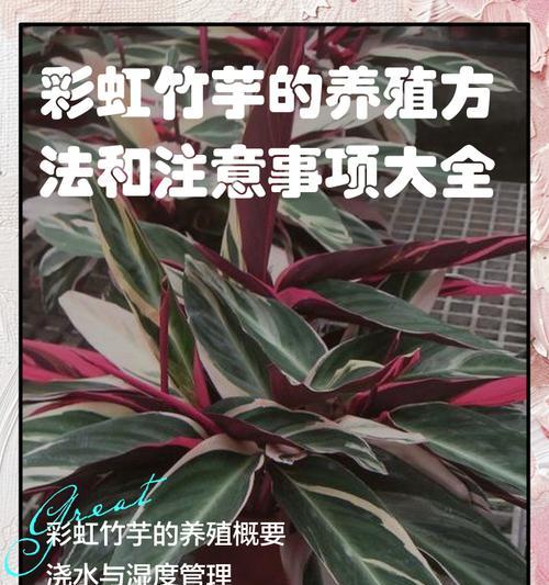 彩虹竹芋叶子耷拉下来的原因（探寻叶子耷拉的秘密，了解植物健康状况）-第3张图片-绿意生活