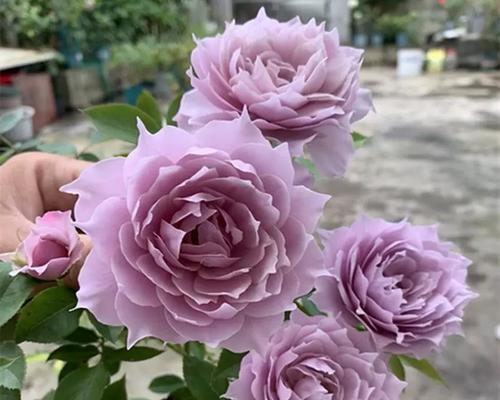 木本花卉的移栽技巧与要点（让花木焕发生机，移栽是关键！）-第1张图片-绿意生活
