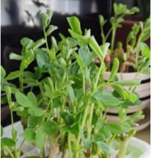 花生发芽长叶全过程详解（从发芽前到结果成熟，一步步掌握关键要点）-第1张图片-绿意生活