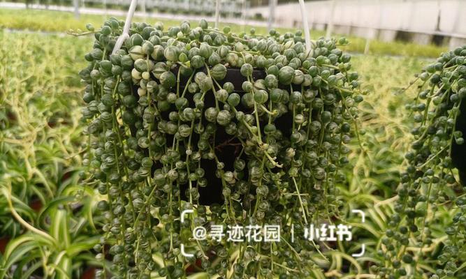 多肉佛珠扦插指南（以多肉佛珠一根怎么扦插？）-第2张图片-绿意生活