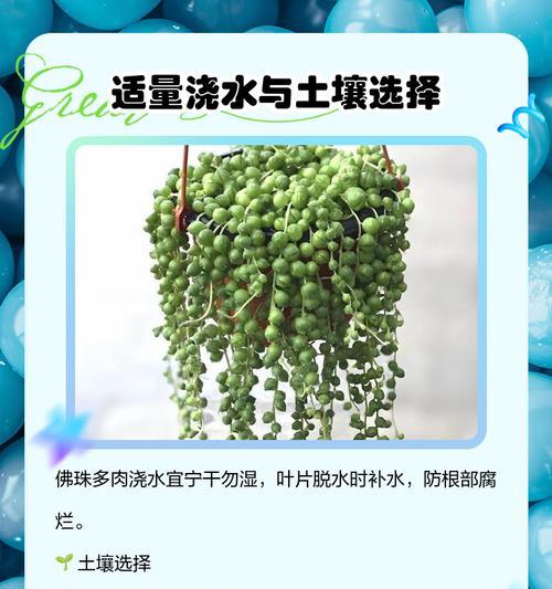 多肉佛珠扦插指南（以多肉佛珠一根怎么扦插？）-第3张图片-绿意生活