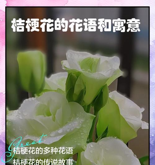 桔梗的花语和寓意（探究桔梗的文化内涵，解读花语与寓意）-第2张图片-绿意生活