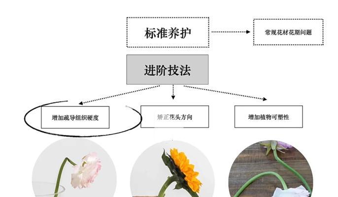 粉掌切花的养护指南（打造长久鲜艳的花束，关键在于正确的养护方法）-第3张图片-绿意生活