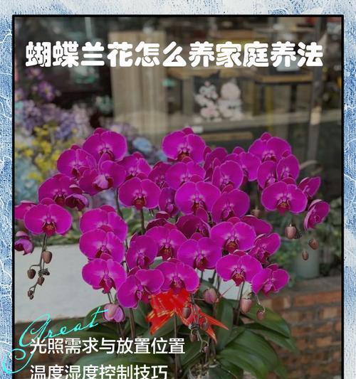 探秘紫蝴蝶花的养殖技巧（打造盛开如云的紫色花海）-第2张图片-绿意生活