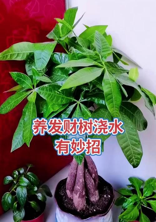 如何救活发财树，让它重新焕发生机（快速有效的方法和关键步骤，告别发财树生机消散的困扰）-第1张图片-绿意生活