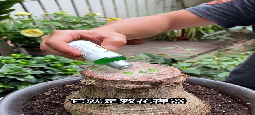 如何救活发财树，让它重新焕发生机（快速有效的方法和关键步骤，告别发财树生机消散的困扰）-第2张图片-绿意生活
