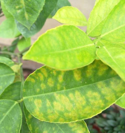 球兰夏天黄叶落叶之谜（揭秘球兰叶片变黄的原因及应对方法）-第1张图片-绿意生活
