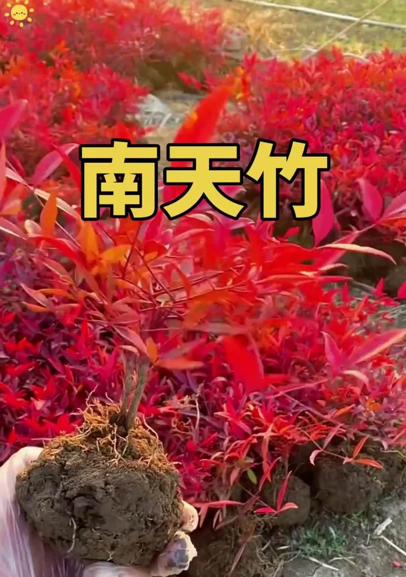 探秘南天竹叶子的红变之谜（南天竹叶子为何会变红？）-第3张图片-绿意生活