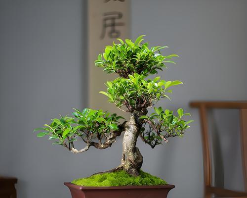 以榕树怎么换土（榕树土壤更换的步骤和注意事项）-第3张图片-绿意生活